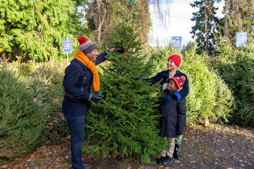 Windsor Great Park Christmas Tree Shop